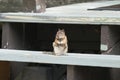 Guard squirrel waiting standing in the stairs