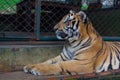 Guard Tropical Orange Striped Tiger in Tiger Temple Thailand Nor