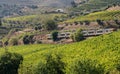 Local train passes terraced rows of vines in vineyards by river Douro in Portugal