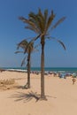 Guardamar del Segura Costa Blanca Spain palm trees on sandy beac