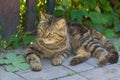 Guarded city cat lying in tree shadow Royalty Free Stock Photo