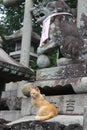 Guardian cat at Fushimi Inari Taisha, Kyoto, Japan