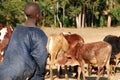 The guardian of cows - Village of Pomerini - Tanzania - Africa