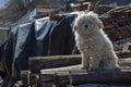 Guardian poodle Royalty Free Stock Photo