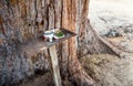 Guardian spirit worship table at the big pine cone Royalty Free Stock Photo