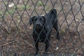 Guarding black dog behind fence Royalty Free Stock Photo