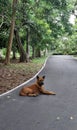 Guarding Brown dog sitting in bicycle lane in mangrove green area at Bangkrachao area Royalty Free Stock Photo