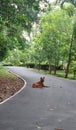 Guarding Brown dog sitting in bicycle lane in mangrove green area at Bangkrachao area Royalty Free Stock Photo