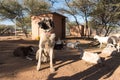 Guarding Dog in Corral with Goats Royalty Free Stock Photo