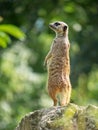Guarding meerkat on the look out Royalty Free Stock Photo