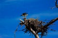 Guarding the nest