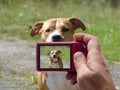 Guarding pit bull dog in camera viewfinder Royalty Free Stock Photo