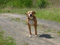 Guarding pit bull dog Royalty Free Stock Photo