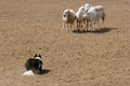 Guarding the Sheep Royalty Free Stock Photo