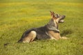 Guarding young german shepheard dog posing on grass
