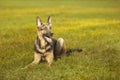 Guarding young german shepheard dog posing on grass