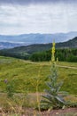 Guardsman Pass views of Panoramic Landscape of the Pass, Midway and Heber Valley along the Wasatch Front Rocky Mountains, Summer F Royalty Free Stock Photo