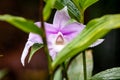 The guaria morada epiphyte orchid Royalty Free Stock Photo