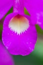 The guaria morada epiphyte orchid Royalty Free Stock Photo