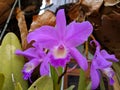 Guarianthe is a purple orchids flower. Guaria morada orchid Royalty Free Stock Photo