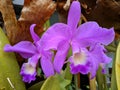 Guarianthe is a purple orchids flower. Guaria morada orchid Royalty Free Stock Photo