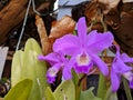 Guarianthe is a purple orchids flower. Guaria morada orchid Royalty Free Stock Photo