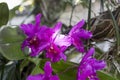 Guarianthe skinneri is the national flower of Costa Rica, where it is known as guaria morada Royalty Free Stock Photo