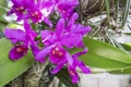 Guarianthe skinneri is the national flower of Costa Rica, where it is known as guaria morada Royalty Free Stock Photo