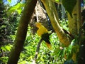 Ararajuba (Guaruba guarouba), from the Birds Park, Foz do Iguazu. Royalty Free Stock Photo