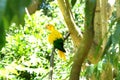 Ararajuba (Guaruba guarouba), from the Birds Park, Foz do Iguazu. Royalty Free Stock Photo