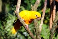 Guaruba guarouba - Yellow Brazilian parrot Royalty Free Stock Photo