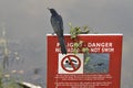 Guatemala: bird sitting on the red sign - swimming prohibited Royalty Free Stock Photo