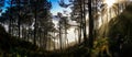 Guatemala Hiking in Forest, sun rays