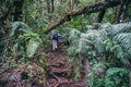 GUATEMALA - January 08: Group of hikers walking in the forest to get to the top of the Acatenango Volcano, January 08, 2017 near