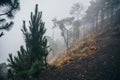 GUATEMALA - January 08: Vegetation at the foggy camp site near the Acatenango Volcano summit, January 08, 2017 near Antigua,