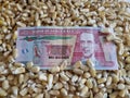 Guatemala, maize producing country, dry corn grains and guatemalan banknote of ten quetzales