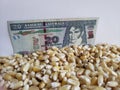 Guatemala, maize producing country, dry corn grains and guatemalan banknote of twenty quetzales