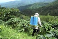 Farmer spraying coffee plants in mountain scenery