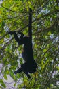 Wildlife: Black Howler Monkeys sleep and eat in trees most of their time Royalty Free Stock Photo