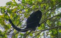 Wildlife: Black Howler Monkeys sleep and eat in trees most of their time Royalty Free Stock Photo