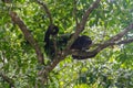 Wildlife: Black Howler Monkeys sleep and eat in trees most of their time Royalty Free Stock Photo