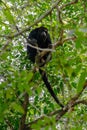 Wildlife: Black Howler Monkeys sleep and eat in trees most of their time Royalty Free Stock Photo