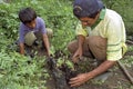 Guatemalan father and son planting new saplings