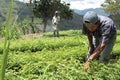 Guatemalan Indian men working in tree nursery