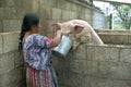 Guatemalan Indian woman feeds pig with leftovers Royalty Free Stock Photo