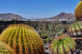 View over Lanzarote cactus garden in Guatiza