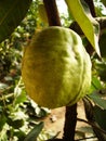 The Guava Royalty Free Stock Photo