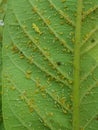 Guava aphid injure on young guava leaf In Viet Nam.