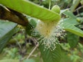 Guava Blossom