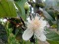 Guava blossoms have male and female flowers growing from the leaf& x27;s underarmpit blending into the sides with oval